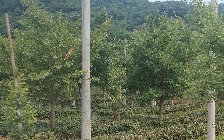 毛尖属于绿茶吗？毛尖茶叶产地有哪些？