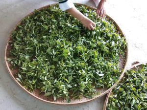 福鼎白茶之高山白露茶