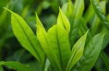  白牡丹茶的功效、产地、制作工艺与口感 