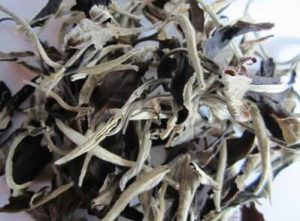 月光白茶的功效与作用