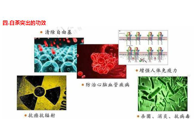 白茶的突出功效图