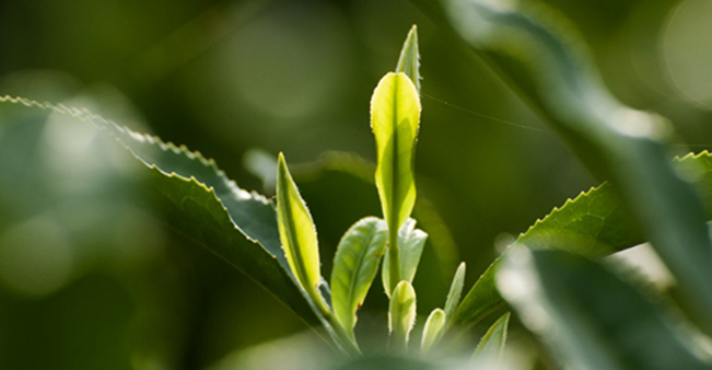 黄山毛尖茶多少钱一斤