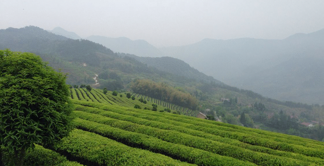 黄山毛尖茶多少钱一斤