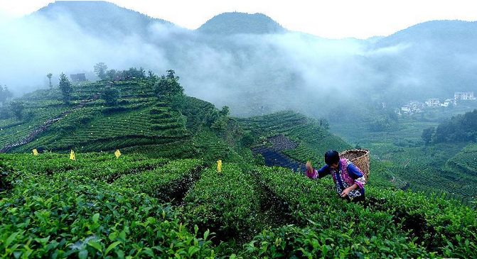 贵定云雾茶价格