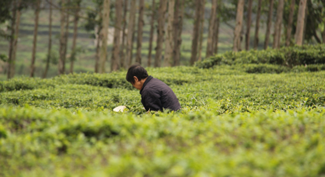 覃塘毛尖茶图片大全