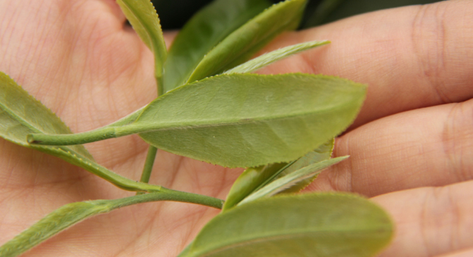 覃塘毛尖茶的功效与作用