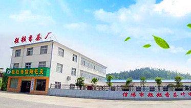 最新十大信阳毛尖品牌排名排行榜