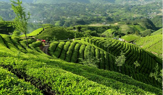 最新仙人掌茶价格行情