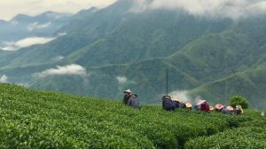 台湾高山茶简短语句全集_金萱乌龙/冻顶乌龙/大禹岭/福寿长青/青心乌龙朋友圈素材