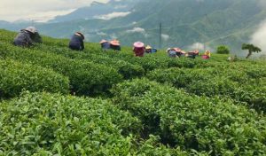 台湾高山茶简短语句全集_金萱乌龙/冻顶乌龙/大禹岭/福寿长青/青心乌龙朋友圈素材