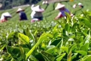 台湾高山茶简短语句全集_金萱乌龙/冻顶乌龙/大禹岭/福寿长青/青心乌龙朋友圈素材
