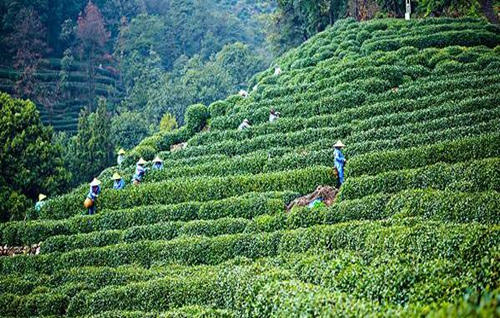 西湖龙井茶产地分布图