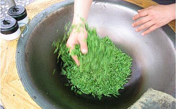 信阳毛尖是绿茶吗