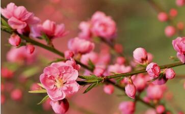 王安石《梅花》 婷婷唱古文·婷婷诗教