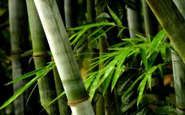 清朝最会赚钱的诗人袁枚，把生活过成了不只是苟且_还有诗和远方！