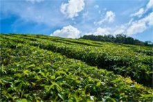  福建白茶产地有哪些 详细介绍福建白茶的产地