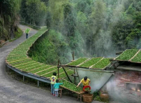  福鼎白茶产地是哪里最好 哪里产的福鼎白茶最好