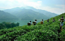  安化黑茶历史发展及起源 详细介绍安化黑茶的来历