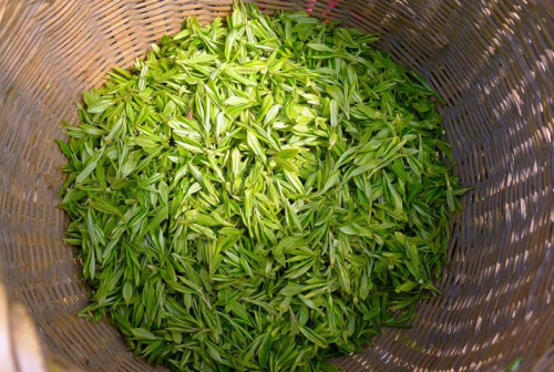  龙井茶品种 西湖龙井茶的3个品种及产地介绍