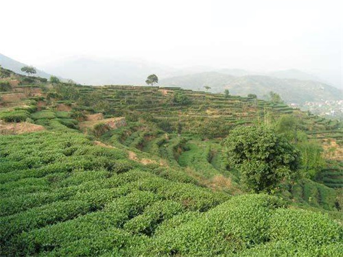  铁观音属于红茶还是绿茶 铁观音属于青茶（又名乌龙茶）