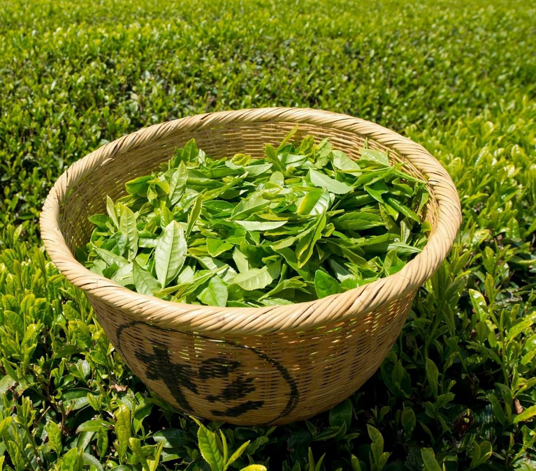  女人喝绿茶的好处 女性常喝绿茶能够延缓衰老