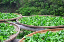  龙井茶产地是哪里 龙井茶的三大产地分布详细介绍