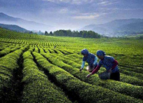  龙井茶的产地在哪里 龙井茶的产地及历史渊源介绍