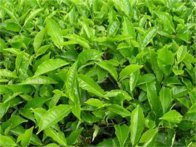 什么茶叶属于绿茶 有哪些荼叶归属于绿茶