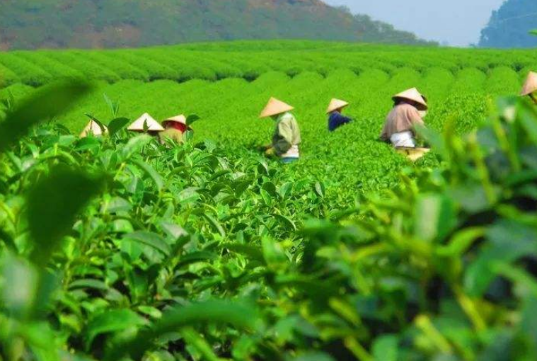  正安白茶多少钱一斤 2020正安白茶的最新价格和功效介绍