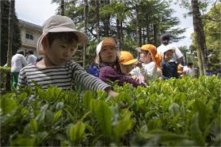 <b> 普洱茶的各种冲泡搭配方法 最适合冲泡普洱茶的茶具是什么</b>