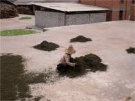  普洱茶冲泡的温度 茶道普洱茶的冲泡方法