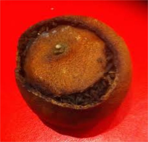 冲泡生普洱茶的水温