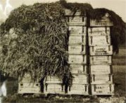  冲泡普洱茶的程序 生普洱茶的冲泡几次