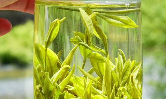  茉莉绿茶的功效 茉莉绿茶有防止蛀牙和抗癌的作用