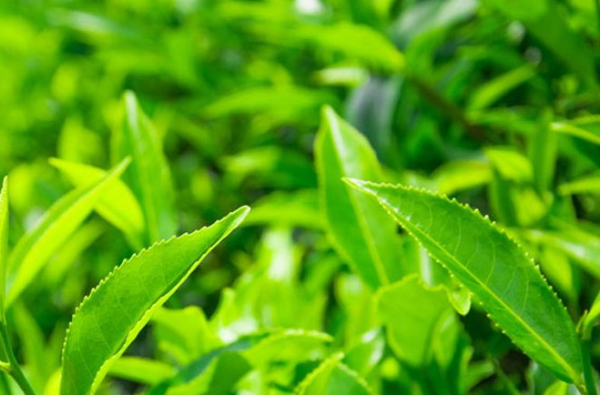  宝华玉笋茶是什么茶 喝宝华玉笋茶的好处 宝华玉笋茶有预防龋齿和清除口臭的功效