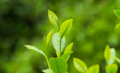  望海茶的功效 望海茶是什么茶 望海茶能抗衰老和美容护肤吗