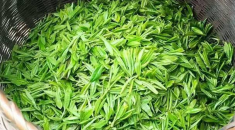  绿茶能减肥么 绿茶的功效和作用 绿茶有抗衰老美容减肥的好处