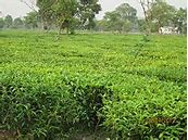  野生红茶的功效与作用 红茶能清热解毒 醒神消疲吗