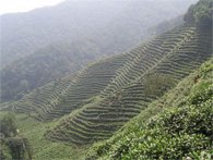  西湖龙井红茶功效与作用 杭州西湖龙井的好处