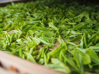  空腹可以喝绿茶吗 喝绿茶对空腹的影响