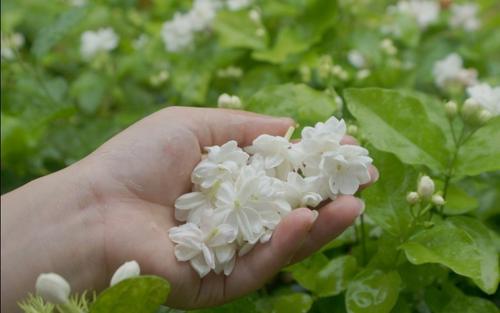  如何保存新鲜的茉莉花 保存新鲜的茉莉花的方法