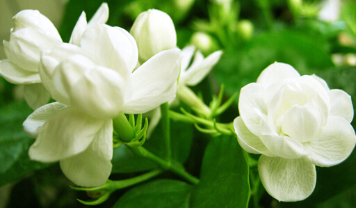  如何保存新鲜的茉莉花 保存新鲜的茉莉花的方法