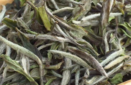  白茶是怎么制作的 老白茶的药用价值