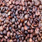  茶籽什么时候可以采摘 2020年市价多少钱呢