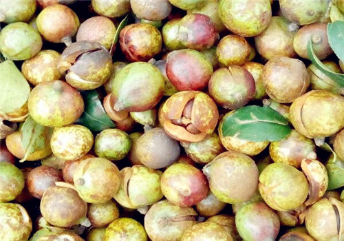  茶籽什么时候可以采摘 2020年市价多少钱呢