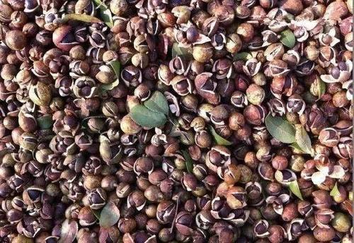  2020年茶籽价格多少 油茶种植前景如何