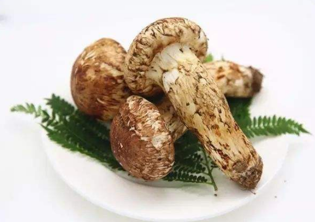  松茸多少钱一斤 2020松茸的最新市场价格售价详情