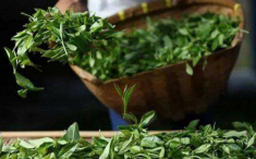  手工白茶多少钱一斤左右 2020白茶的市场价及批发价介绍