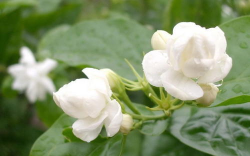  茉莉花茶价格多少钱一斤茉莉花的花卉品种