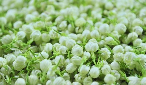  如何选购茉莉花茶 一般茉莉茶多少钱一斤
